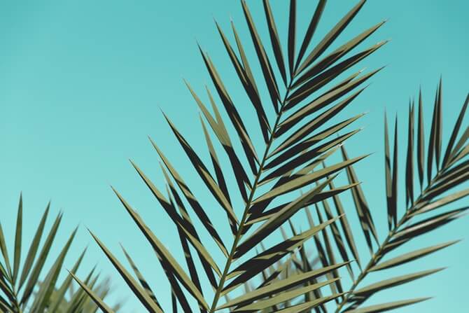 palm-leaves-1